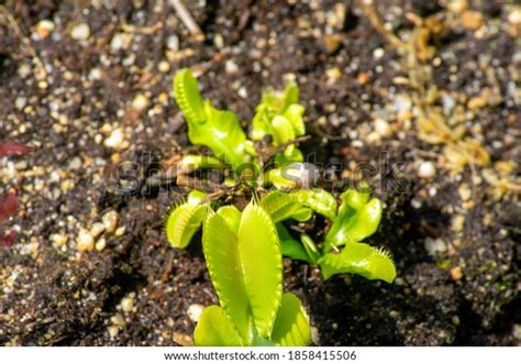 Venus Flytrap Dionaea Muscipula Garden Bed Stock Photo 1858415506