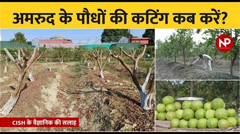 अमरुद के पौधों की कटिंग कब और किस समय करें Guava Plant Pruning In Hindi Guava Bagging