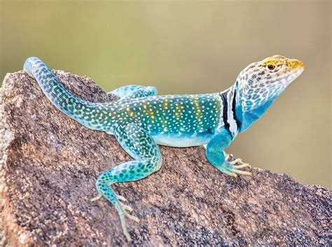 Eastern Collared Lizard Tucson Herpetological Society