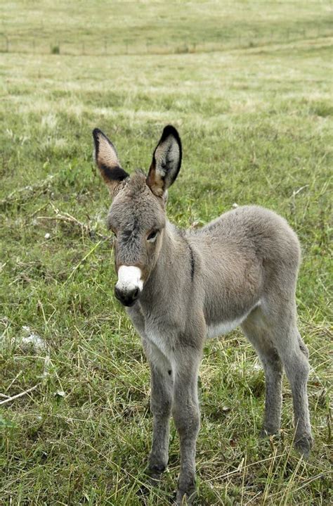 Baby Donkey