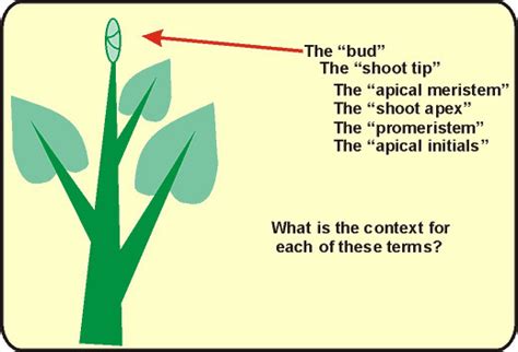 Root Apical Meristem And Shoot Apical Meristem