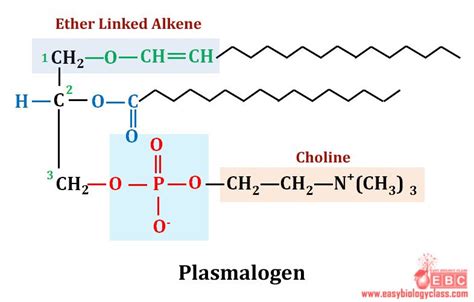 Plasma Membrane Lipids .PPT: Structure | Plasma membrane, Nuclear membrane, Membrane