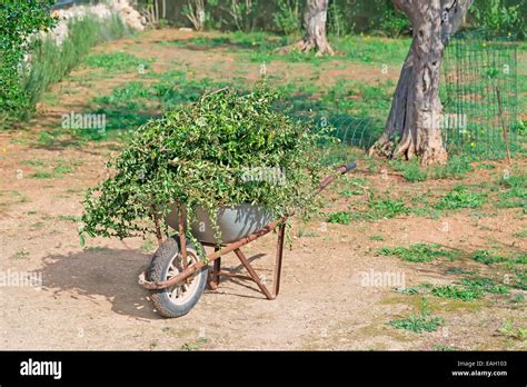 Detail Of A Wheelbarrow Full Of Leaves Stock Photo Alamy