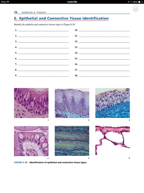 Epithelial Tissue Practice Printable Anatomy Worksheets