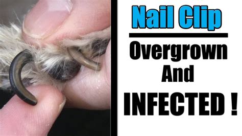 Overgrown Yorkie Nail Clipping And Infected Paws Youtube