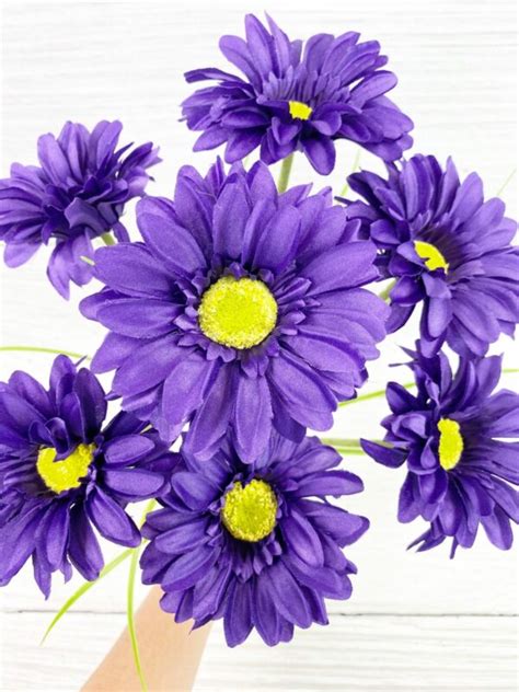 Purple Paris Daisy Bush Keleas Florals