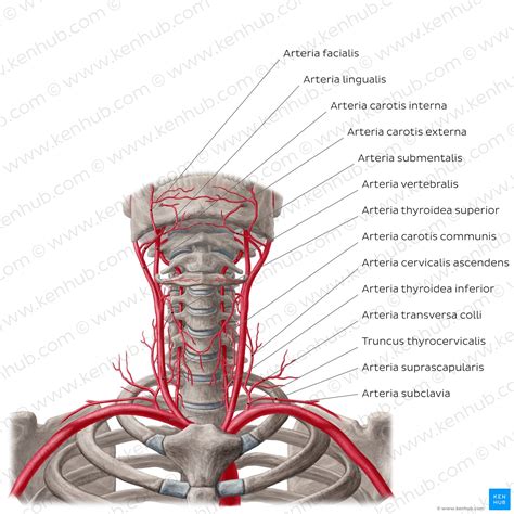 Arteria Carotis Externa Anatomie Verlauf Und Ste Kenhub