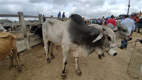 FEIRA DO GADO DE CAMPINA GRANDE PB MUITO GADO DE LUXO YouTube