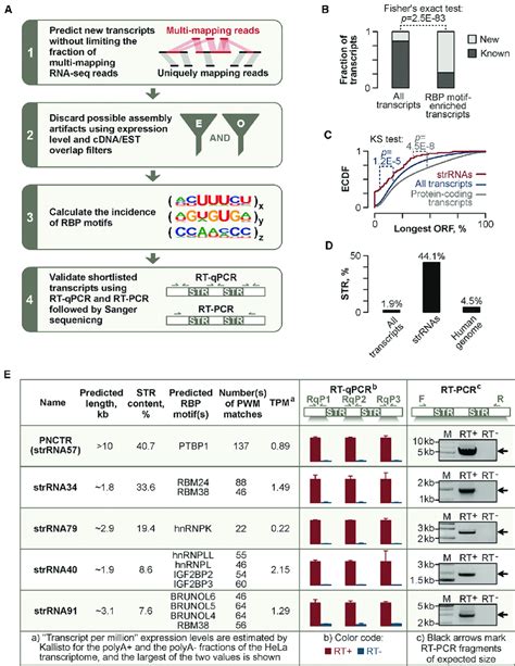 Identification Of Strrnas Enriched In Rbp Interaction Motifs A