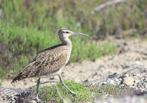 Eurasian Whimbrel Numenius Phaeopus Bali Wildlife