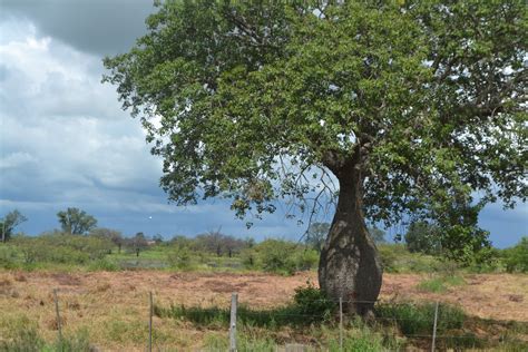 The Chaco Region Trico Tours