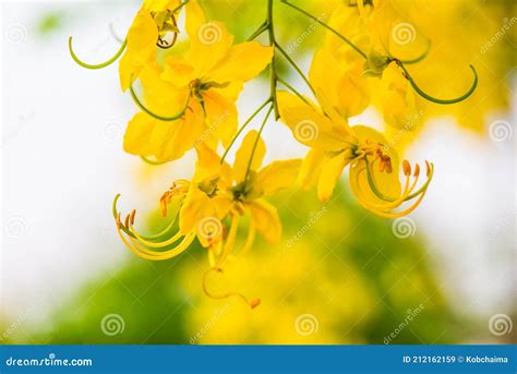 Golden Shower Flowers On Tree Stock Image Image Of Floral Fistula