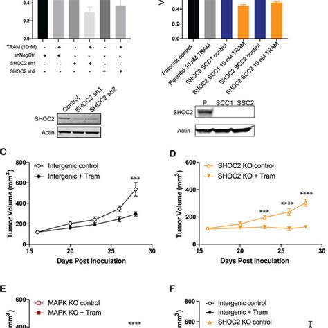 SHOC2 Suppression Potently Sensitizes RAS Driven Cancer Cells