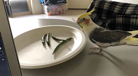 Cockatiel Food List - The Ultimate Feeding Guide - CaringForFeathers