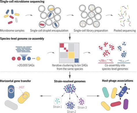 重磅科研 Science：微生物高通量单细胞测序新技术microbe Seq发布！ Reads Sags 微生物 单细胞 基因组 Hgt 菌株 肠道 液滴 健康界