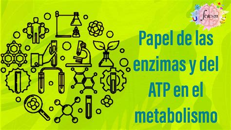 Papel De Las Enzimas Y Del Atp En El Metabolismo Youtube