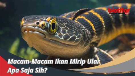 Macam Macam Ikan Mirip Ular Apa Saja Sih Biotifor