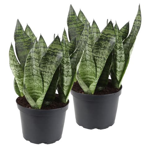 Costa Farms Live Indoor 12in. Tall Green Snake Plant, Indirect Sunlight, in 6in. Pot, 2-Pack ...