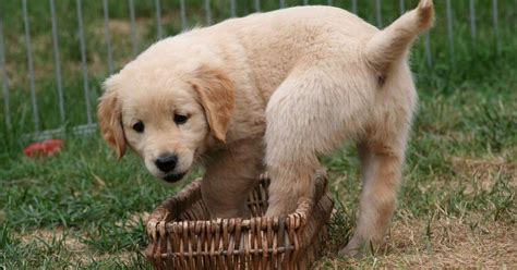 105 Most Popular Golden Retriever Names Of 2022 – Golden Hearts