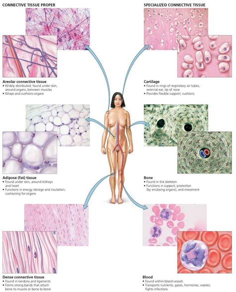 Art Labeling Activity Components Of Blood Solved Linderbi Sp Ch