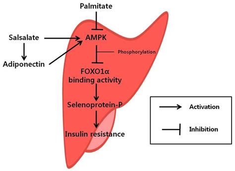 Schematic diagram illustrating the mechanism underlying the effect of ...