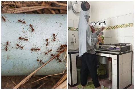 Tak Perlu Dibunuh Ini Trik Ampuh Mengusir Semut Hanya Pakai 1 Bahan Dapur