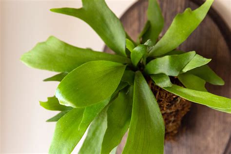 Staghorn Fern Plant Care And Growing Guide