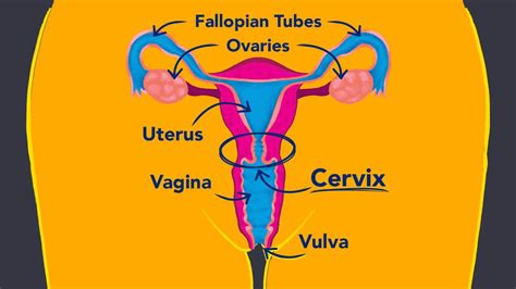 What Does It Mean If Your Cervix Is Far Back Deals