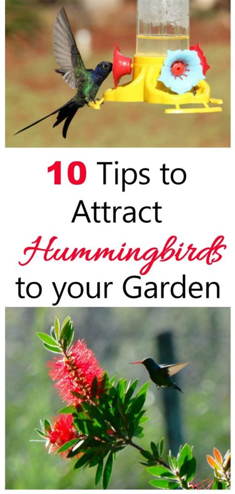 Attract Hummingbirds To Your Garden In 10 Easy Steps