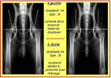 La Dysplasie De La Hanche Chez Le Chien Siapp Cuaed Unam Mx