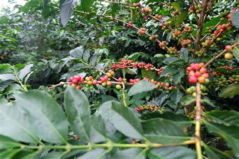 Villa Sarchi Coffee Varieties Origin Biological Characteristics