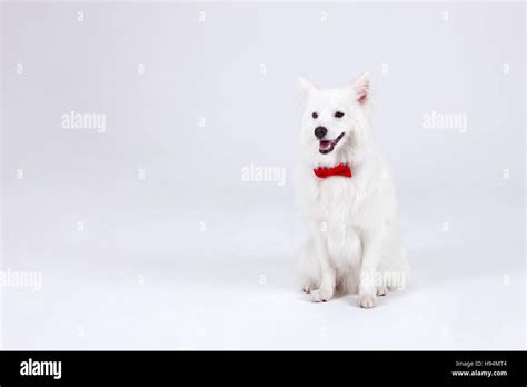 Animal Companion And Me Stock Photo Alamy