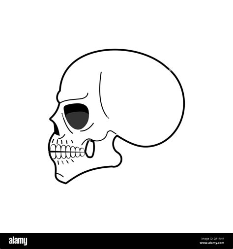 Anatomical Skull Isolated Skeleton Head Vector Illustration Stock Vector Image And Art Alamy