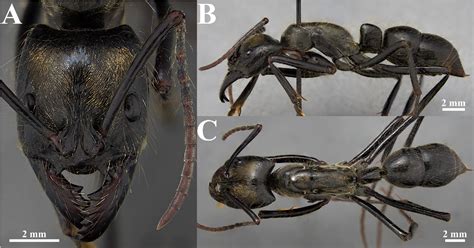 Figure 20 From Large Ants Are Not Easy The Taxonomy Of Dinoponera