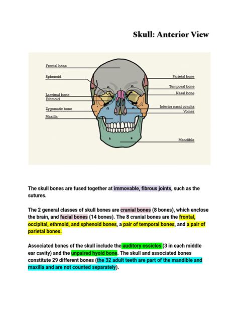 Bones And Joints Skull 1 Pdf