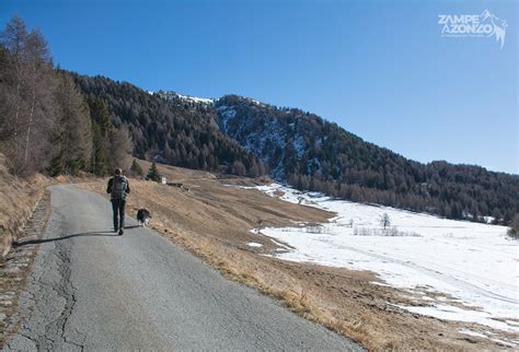 Monte Padrio Da Trivigno Zampe A Zonzo