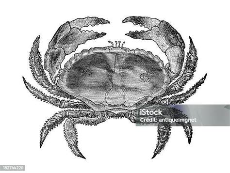 19th Century Engraving Of A Crab Stock Illustration Download Image