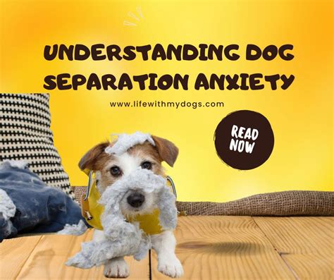 Understanding Dog Separation Anxiety Life With My Dogs