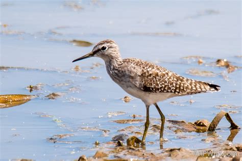 Wood Sandpiper – AHP Wild