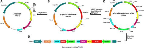 Schematic Representations Of Follicle Stimulating Hormone Fsh