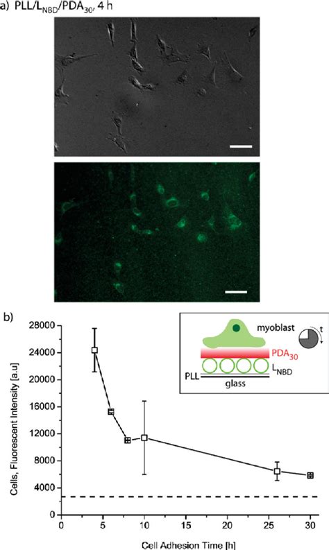 Figure 4 From Polydopamineliposome Coatings And Their Interaction With Myoblast Cells