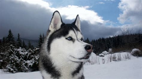 White and black Siberian husky, Siberian Husky , dog HD wallpaper ...