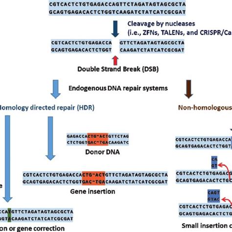 Example Of Genome Editing Utilized In Personalized Medicine Download