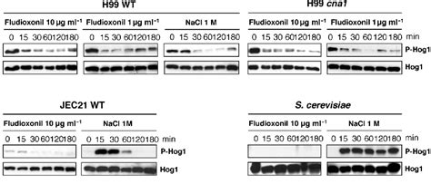 Calcineurin Pathway Semantic Scholar