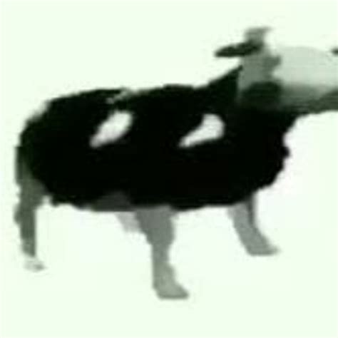 Stream Polish Cow Tylko Jedno W Glowie Mam Growling By Fire Listen