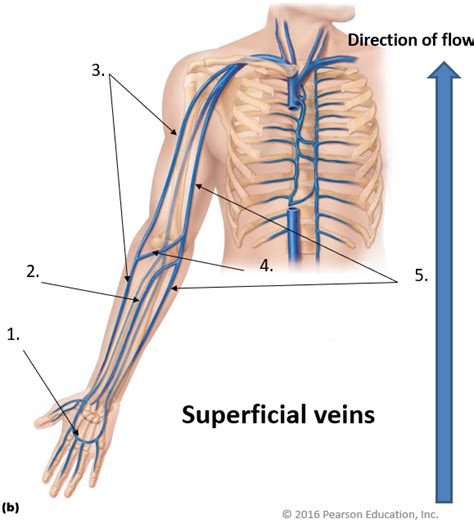 Structure And Function Lab Practical Veins In Arm Diagram Quizlet