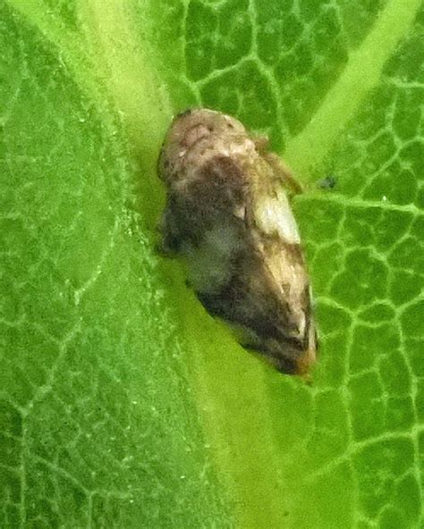 Meadow Spittlebug From Bayview Village Toronto On Canada On June