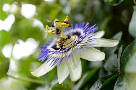 How To Grow Passion Flowers Bbc Gardeners World Magazine