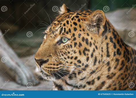 Jaguar, close-up side view stock image. Image of yellow - 67545625