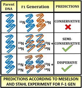 Meselson and Stahl Experiment - Definition, Steps & Conclusion ...